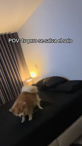 Ningún perro salió herido😂follow me on x: dakotaof69 #fyppppppppppppppppppppppp #fyp #fypシ #Viral #perros #pomerania #caida #funny #xybca 