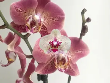 orchids #fyp #orchid #orchidflower #flowers #foryou #moodboard #pinsterest #aesthetic #fypシ゚ #foryoupage #edit #xybca #viral #targetaudience 