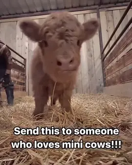Super adorable with outstanding personality 🥰🥰🥰#videoviral #trendingvideo #hiefer #highlandcowsoftiktok #highlandcows #miniturehighlandcowlove #miniturehighlandcows 