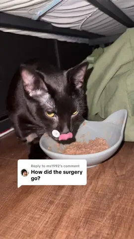 Replying to @ms1992 I think she’s gonna fully recover smoothly in the next 6 weeks, my only issue is the cone keeps falling off :/  #catsoftiktok #vet #surgery #foryoupage 