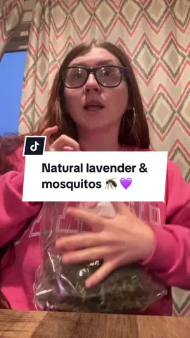 Natural lavender & mosquitos 🦟 💜 #lavender #lavenderplant #mosquitos #lavenderoil #mosquitobites 