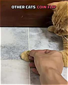 cats coin flip 💀 #fyp #viral #trollface #edit #cat 