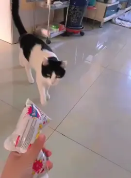 Scared cat #cat #funnycat #cats #funnyvideos #fyp 