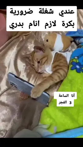 عندي شغلة ضرورية بكرة لازم انام بدري #CapCut