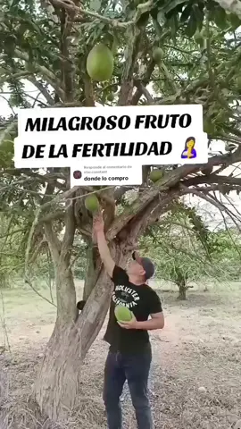Respuesta a @star.constant Estos son los árboles de Mate o más conocidos como Totumo #emprendimiento #ventasonline #santodomingo #ecuador🇪🇨 #naturalmate #arboldemate #jaleademate🇪🇨 #vinodemate🇪🇨 