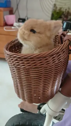 #pet #rabbit #cute #bunny #netherlanddwarfbunny #netherlanddwarfrabbit #bunnylove #PetsOfTikTok #cutepet #bunnytiktok #bunnytoys #rabbittoys #chewingtoysforbunny 