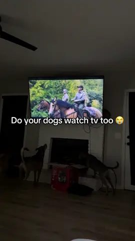 #dogsoftik #dogsoftikok 