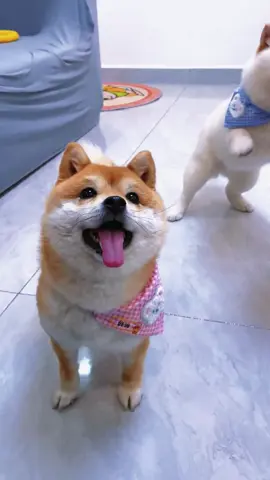 #可愛い #可愛い犬 #犬のいる生活 #柴犬 