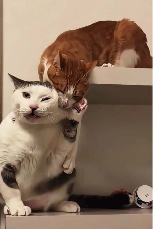 When you have two funny cats #Funny #pet #funnyvideo #funnytiktok #usa #fyp #happy #kitten #cats #cat 