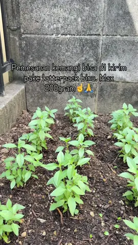 Chat no di bio #kemangi #japan #kenshuseijapan🇮🇩🇯🇵🎌 #kemangidijepang #enggineering 