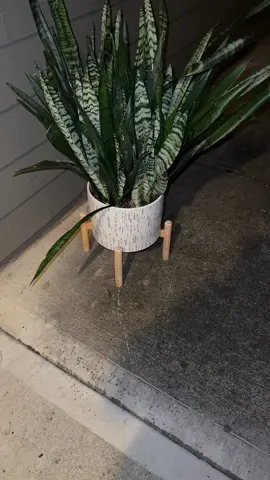 Ugh I’m dreading this repot!!!! It has to happen asap though 🤣🤣🤣 #snakeplant #bigplants #hugeplant #houseplants #plantythings #plantcommunity #plantcollection #plantsoftiktok #plantpeople 