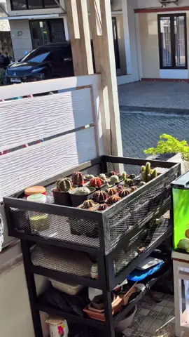 DIJUAL BORONGAN TAKE ALL KAKTUS 3.500.000 Untuk wilayah palembang silahkan ambil beserta RAK DAN METAN(Akadam, Pumice, Perlit) Lokasi KM 10 Kebun Bunga Palembang WA 082185891213 Nego ajukan saja 🙏 #kaktus #gymno #astrokaktus #starfirekaktus #daydreamkaktus