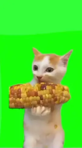 Cat Eat Corn | Green Screen 