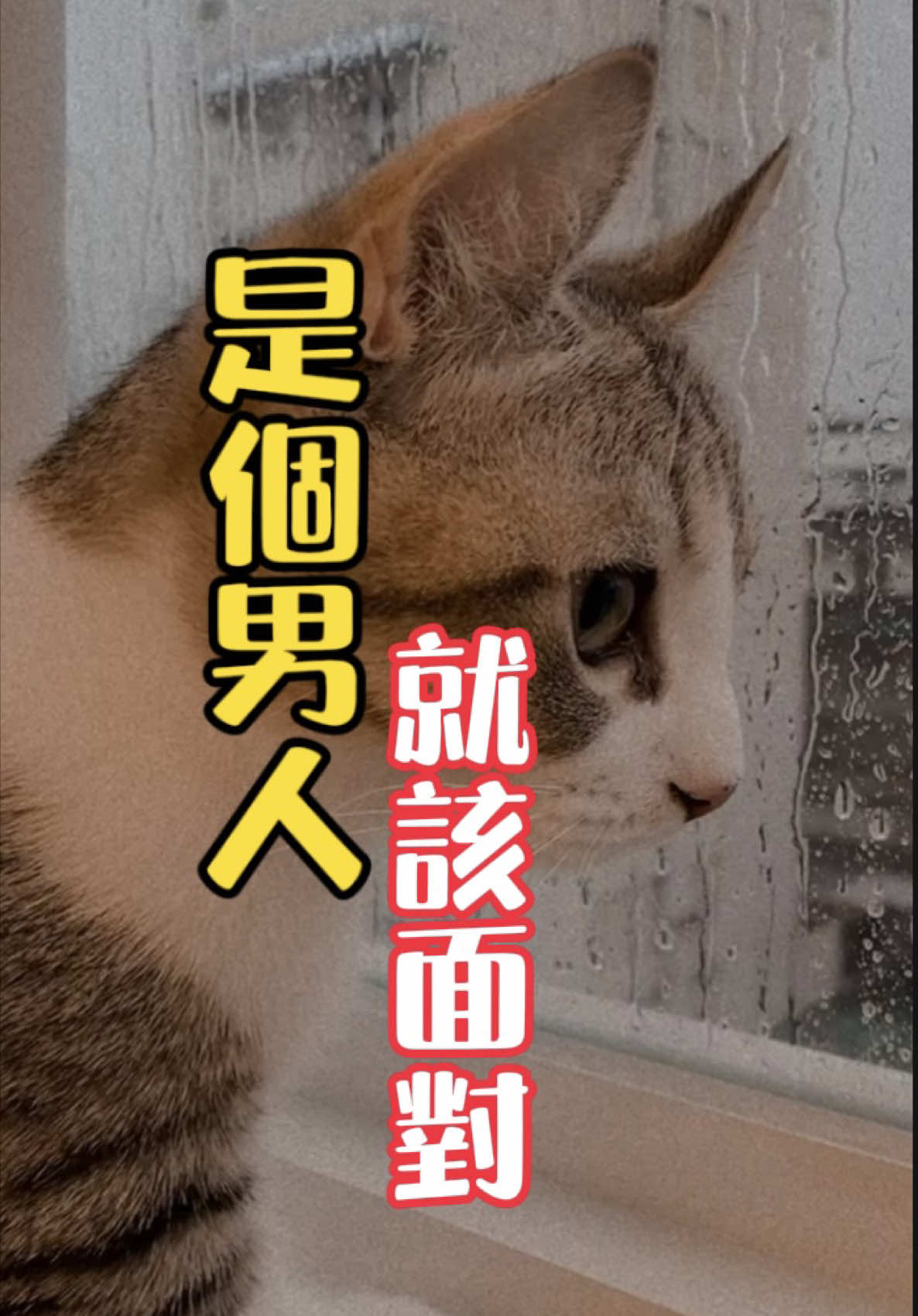 #貓咪  #貓咪日常  #cat  #搞笑  #正能量  #搬運音檔 