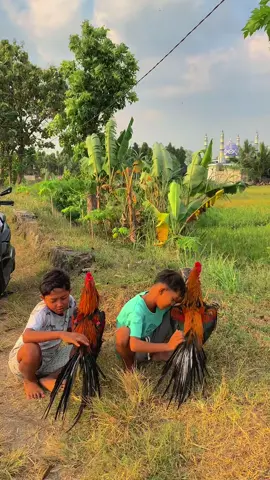 jongki andalan🤣🤪#ekorlidi #ayambangkokklasic #ayampakhoy #ekorlidisuper #ekorlidimadura #ayam #bangkoksuper #bangkoksuper #ayambangkokindinesia #ayambangkokjawatimur #ayambangkokselatan #ekorlidiambyar #ekorlidijatim #ekorlidiindonesia #ayambangkoksuper 