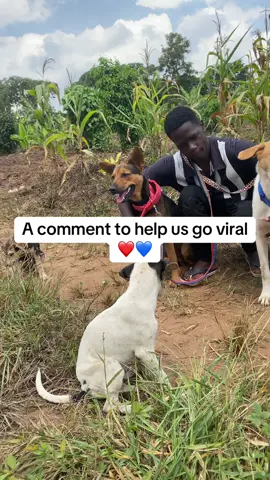 They are best friends to humans hope you give a comment so that we go viral to make more friends  #badrudogshelter  #homeforpets  @Pebbles 