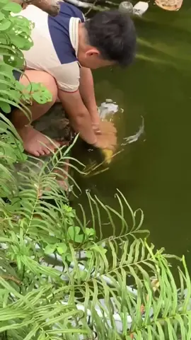 #xuhuong #xh #foryoupage #tiktokgiaitri #giaitri #cauca #caucagiaitri🎣 