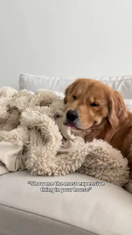 I’m priceless 🤑#creatorsearchinsights #goldenretrieverpuppy #dogsoftiktok #cutedog #goldenretriever #funnydog #dailyfluff 