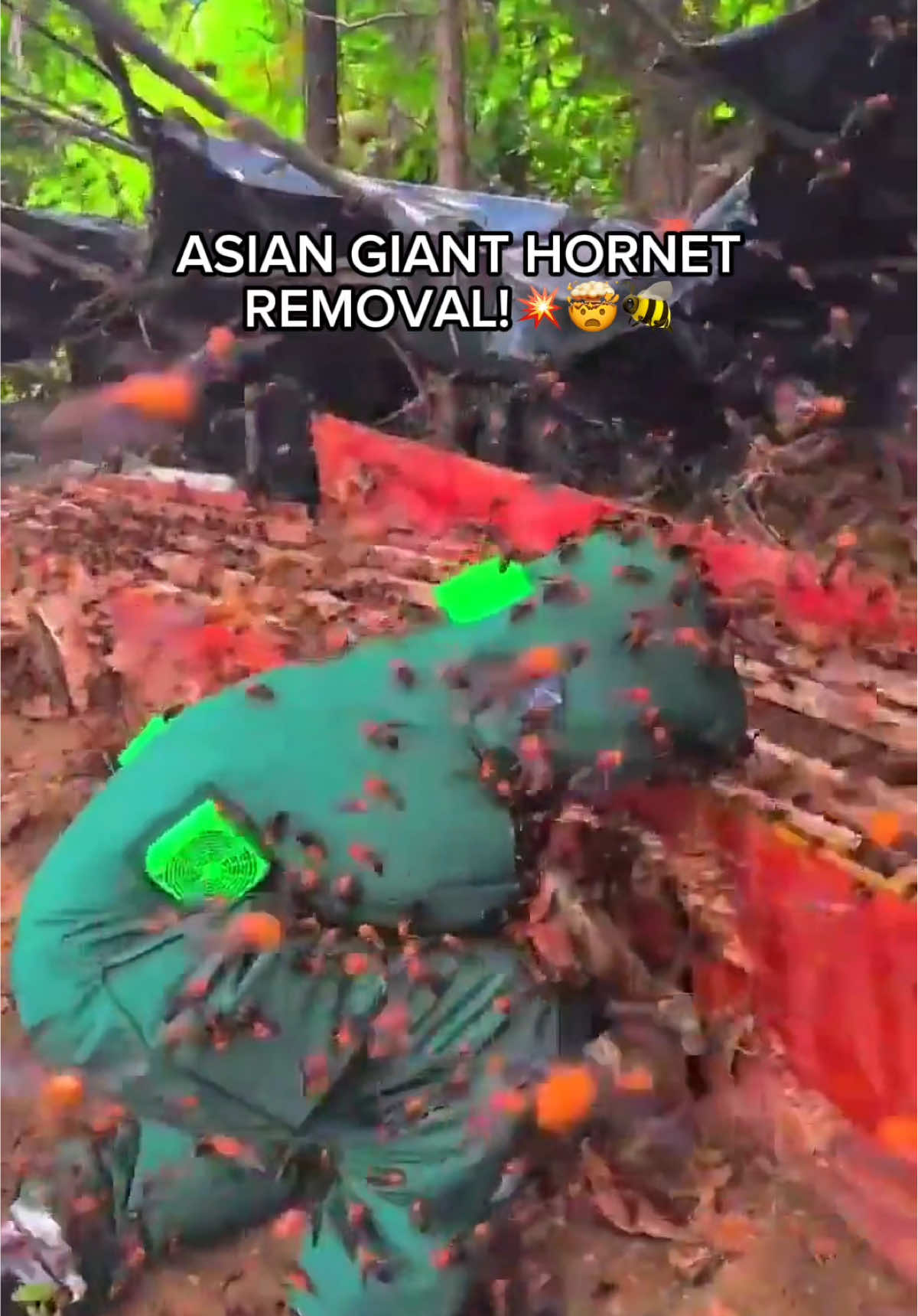 INSANE! Workers Swarmed by Giant Hornets During Nest Removal!💥🐝😟  Fully suited up in protective gear, a brave team approaches a massive hornet den—only to be completely swarmed as the insects pour out in defense! 🐝🧑‍🚀 Despite the chaos, this is a routine nest removal, where professionals relocate or eliminate hornet colonies to protect nearby homes and people. 🏠🛑 The thick suit and fan system help keep the hornets out—but the sheer number makes this one look straight out of a nightmare..😳💨 . . . . 📌🐸 As a solo creator I repurpose public footage & add original captions, edits/enhancements—reaffirming context/value. #hornetremoval #hornetnest #giantwasps 