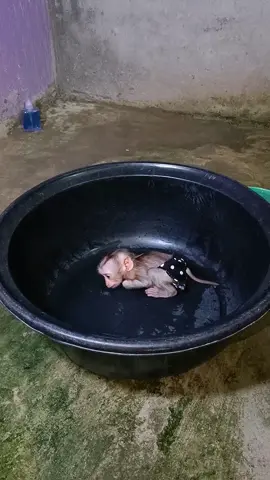 MONKEY FAMILY in PURPLE Outfits Give Babies ADORABLE Bath Time! This Will MELT Your Heart!