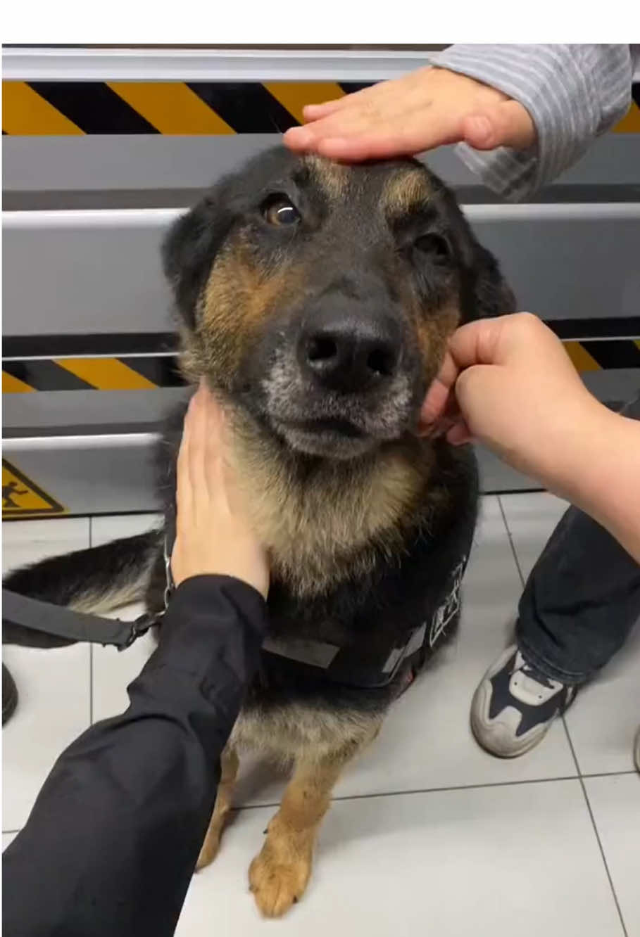 K9 funny time #dog #dogsoftiktok #k9 #fyp #funny #dogsvideo 