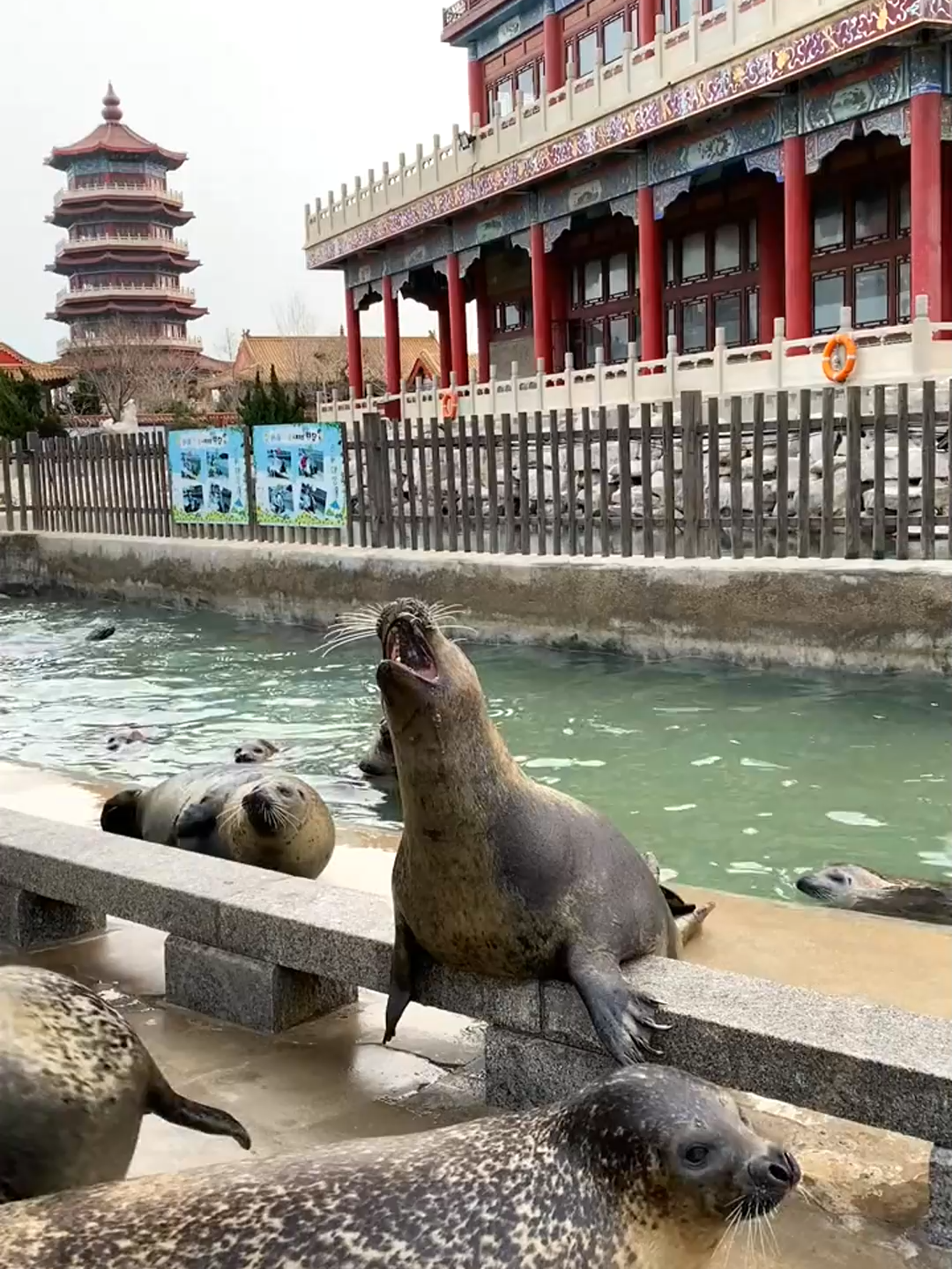 #otter#zoo#seal