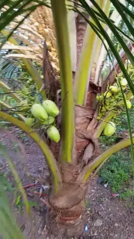 #bibit #bibit kelapa genjah entok harganya murah cepat berbuah kalau CPT berbuah dipupuk dan hrs terkena sinar matahari itu kuncinya pasti CPT berbuah