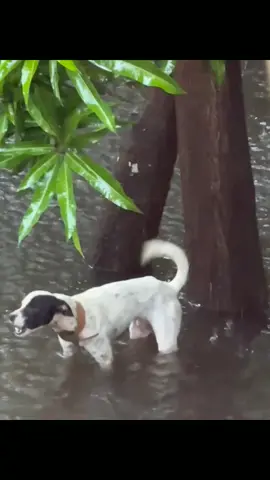Evacuate ulit mga bata, ang taas na  #aspin #dogsoftiktok #creatorsearchinsights #crising #baha #bagyo #aspinlover #rescuedog  #dontleaveyourpetsbehind 