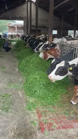 Bremen Germany 🇩🇪 Organic farming 🥛🥛🥛 #grasstechnology #creatingnewstandards