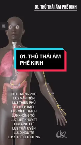 01. THỦ THÁI ÂM PHẾ KINH - Cùng học kinh mạch qua mô hình 3D trực tuyến ứng dụng châm cứu xoa bóp bấm huyệt #12duongkinhmach #bamhuyet #vatlytrilieu #xoabop #chuabenhkhongdungthuoc 
