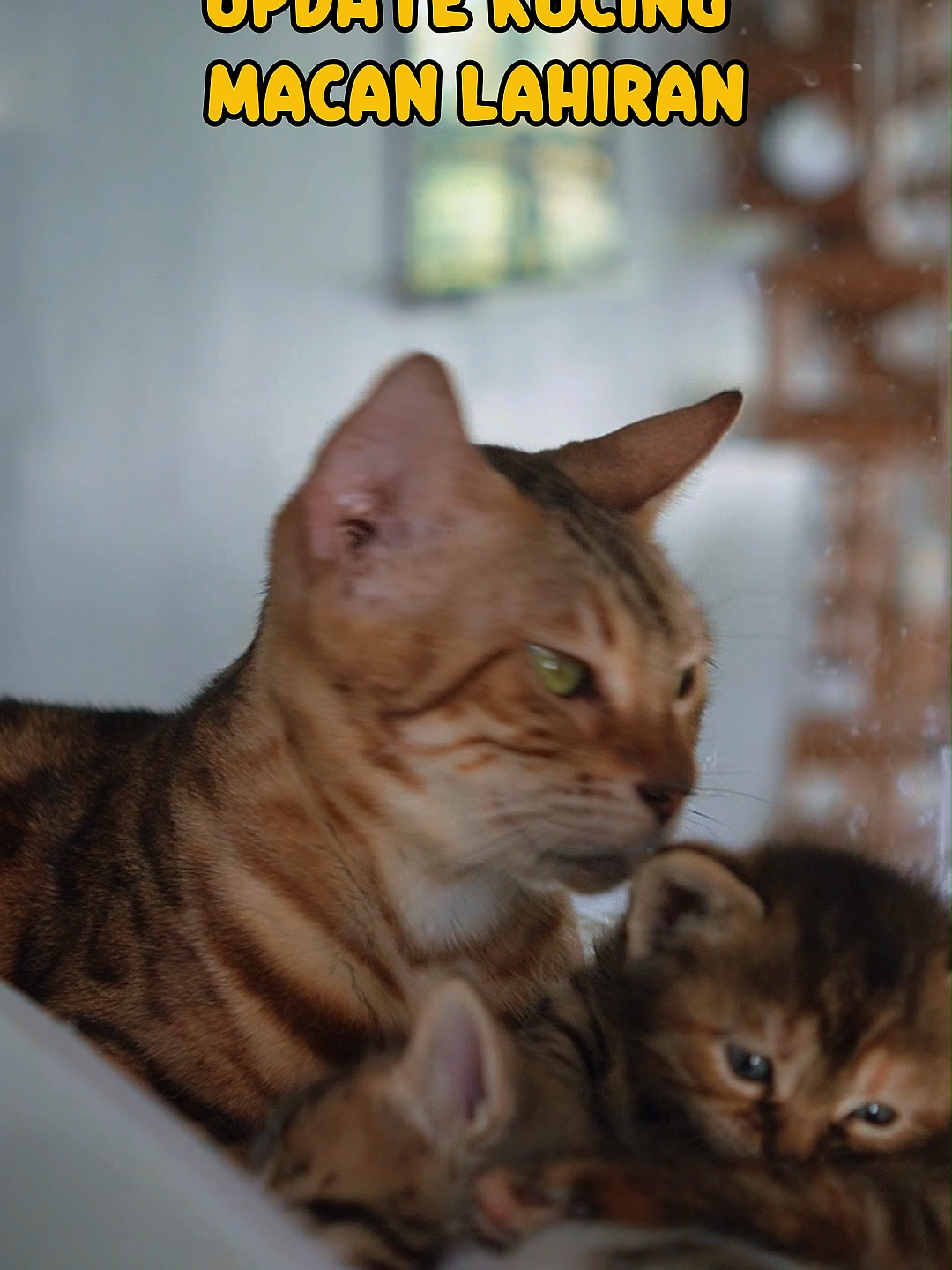Gays, update baby bengal hari ini! Sekarang matanya udah kebuka, udah bisa ngintip dunia pelan-pelan. Gemes banget liat dia melek dikit, gerak-gerak nyari induknya. Dan induknya juga nggak berhenti jilat-jilatin badannya. Bukan cuma biar bersih, tapi juga biar baby bengal ngerasa hangat, nyaman, dan tenang. Rasanya pengen megang terus, tapi ya sabar dulu — biarin induknya yang jagain. Doain baby bengal tumbuh sehat, makin lincah, dan siap bikin babu makin sibuk nanti #kucing #kucinglucu #kucingtiktok #kucinggemoy #kucingku #catlovers #streetfeedingkucing #nemukucing #kucingviral #kucingnyimut #kucingkeracunan #kucingimpian #peliharakucing #streetfeedingcat #kucingkeracunantikus