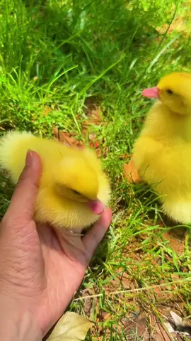 #drippy #duck #ducks #typ #drippy #dance #ducksoftiktok #littlebaby #baby-duck