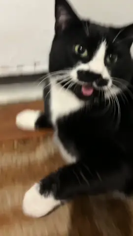Miss me? 😽😻 #thehuntress #shewasafairy #fyp #viral #lettinggo #chonkycat #chonk #chonky #cattok #cats #catsoftiktok #kitty #kitten #dance #animal #greenscreen #greenscreenvideo #greenscreensticker #meow #cat 