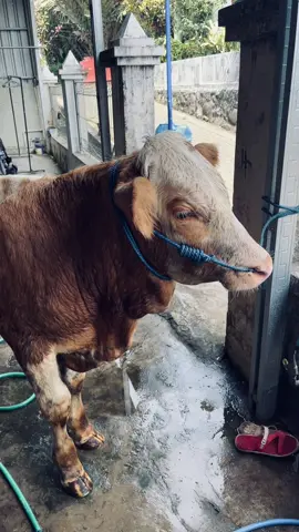 Bahan ganteng 🐮 #sapisimental #sapimalboro #berkahsapi #fotolive #fypp 