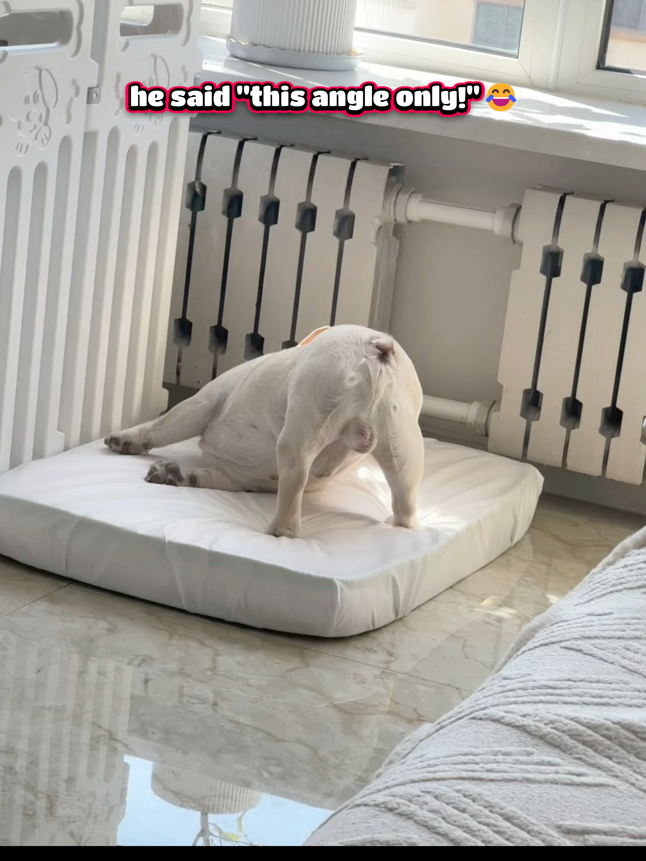 full disrespect mode activated 🐾🍑 #dogsass#funnypetmoment#tailtalk