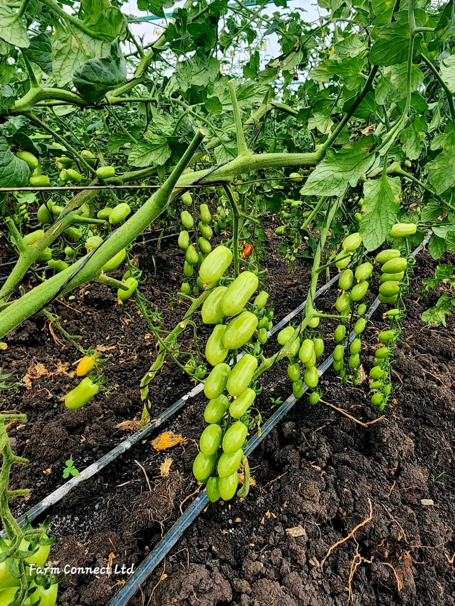 wondering where to start in agriculture,  start small grow big gradually as you learn. www.greenponicssolutions.co.ke @greenponics Solution ltd  #growgreeneatgreenlivehealthy #UrbanFarmingKenya #YouthInAgribusiness #GreenponicsSolution #ClimateSmartAgriculture #smartfarming #HydroponicsNairobi 