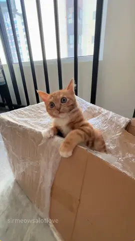 The Kitten's Meows Melt My Heart. #cat #catsoftiktok #catlover #funny #funnyvideos #foryou #fypage #fypツ #funnycat #funnytiktok #cats #kitten #kittens 