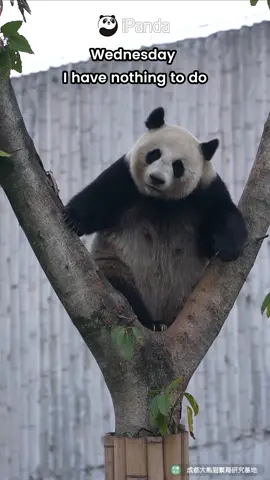 What are you up to? Me? I have nothing to do! (Qiao Qiao, Ya Song, Xiu Qiu, Xing Yun, Hua Hua, Qi Xi) #panda #fyp #cute #funny #Love #meme #memestiktok