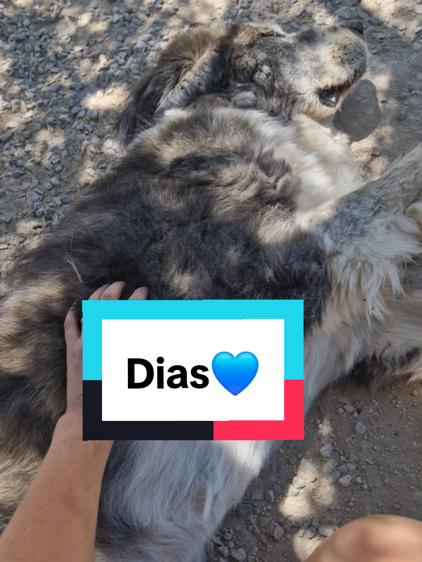 Dias isn't the kind of dog who wants to be friends with everyone. So this moment was very special to our regular volunteer Susanne who has been visiting the shelter for 3 years❤️ #cretegreece #shelter #dogshelter #shelterdog #shelterdogs #shelterdogsoftiktok #shelterdogsoftiktok #rescuedog #rescuedogs #rescuedogsoftiktok #dogrescue #straydog #straydogs 