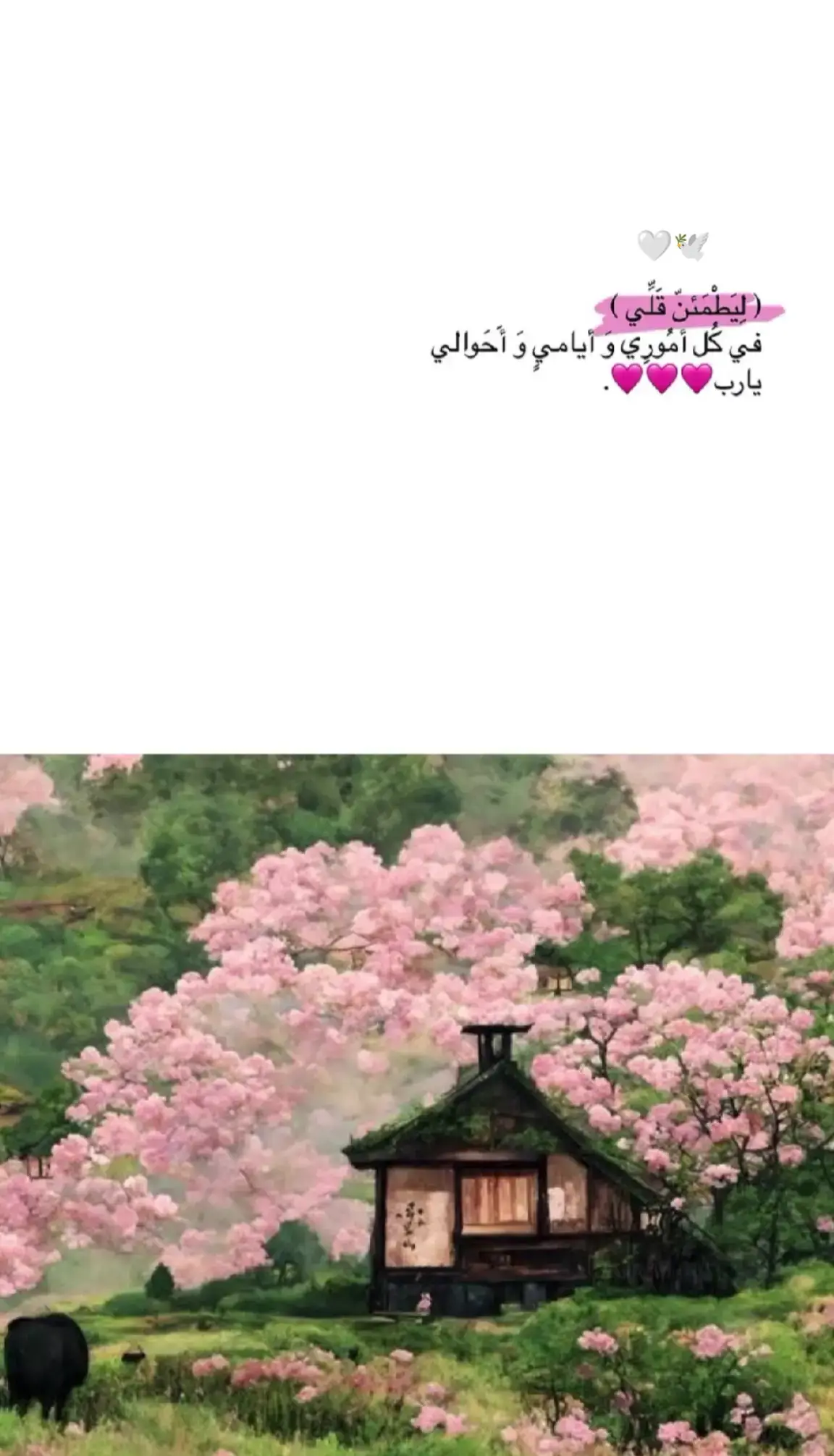 🤍🕊️