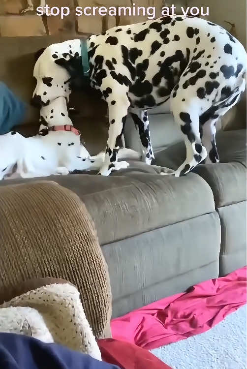 Big dog bullies little dog 😂🤣🐶#dog #dogsoftiktok #funnydog #fyp #foryou #pet #funnyvideos #tiktok 