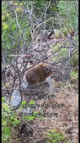 😆 🤣  بيشبهو صح  #taxi #توقف #wildlife #foryou #الشعب_الصيني_ماله_حل😂😂 #fyp #trend #viral 