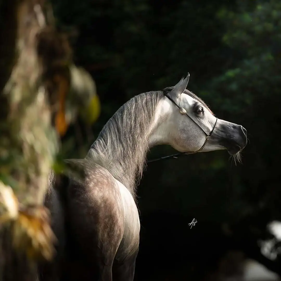 #الخيل_عشق_لاينتهي🐎❤️ 