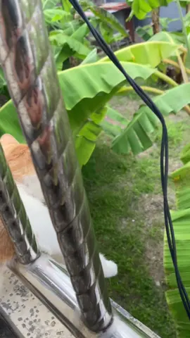 Ucul bisa marah juga ternyata, ini dilarang lompat kebawah btw 🤳🦁 #kucinggemoy #xyzbca #kucinglucu #fyp #catlover #kucinggalau #kucingtiktok 
