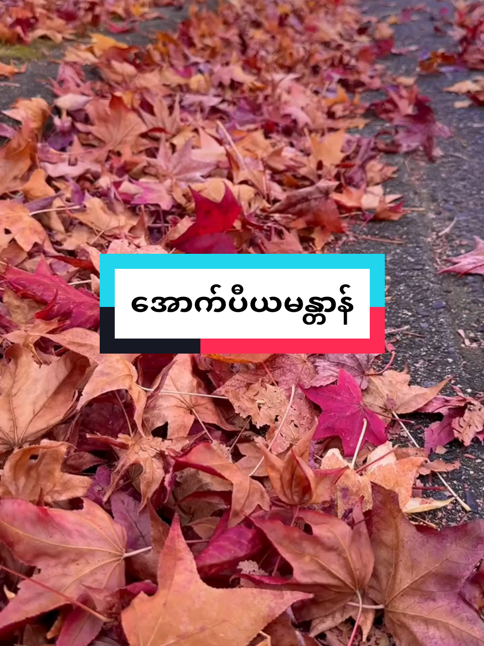 @🍁Maple🍁Maple🍁 @🍁Maple🍁Maple🍁 @🍁Maple🍁Maple🍁  #အချစ်ရေး #အိမ်ထောင်ရေးသာယာဖို့ #ပီယ #ဂါထာ #မန္တာန် #ဖောက်ပြန်ခြင်းတွေကင်းဝေးပါစေ #အစစအရာရာအားလုံးအဆင်ပြေကျပါစေ #အချစ်ခံရသူများဆုံဆည်းရာ #အပူသောကဟူသမျှကင်းဝေးကြပါစေ🙏🙏🙏🙏🙏 #လိုအင်ဆန္ဒများပြည့်ဝကြပါစေ🙏🙏🙏 #July #fypシ゚viral #foryoupageofficiall #myanmartiktok🇲🇲🇲🇲 