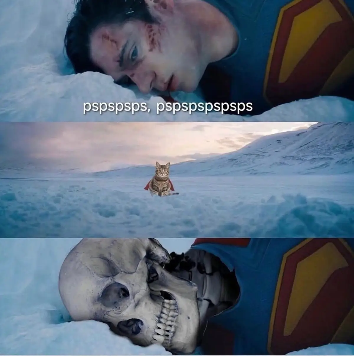 What if Krypto was a CAT? 🤣 #superman #dcu #blurayangel #jamesgunn #dcstudios #movie #cat #meme