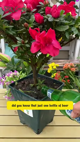did you know this tips #tipsforgarden #viral2025 #PlantTok #fertilizer #beer 