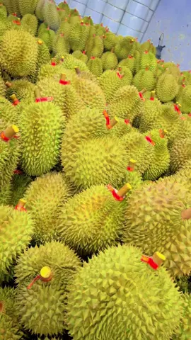 Ngày nào cũng Full vựa luôn #xuhuongtiktok #durian #longkhanhdongnai 