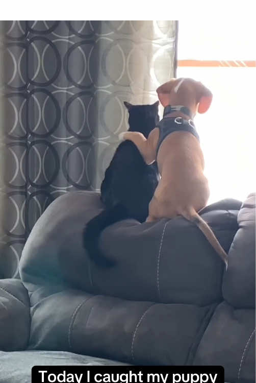 Cats and dogs are the best combination. ❤️ #kitten #catlover #cutecat #foryou #funnytiktok #cute 