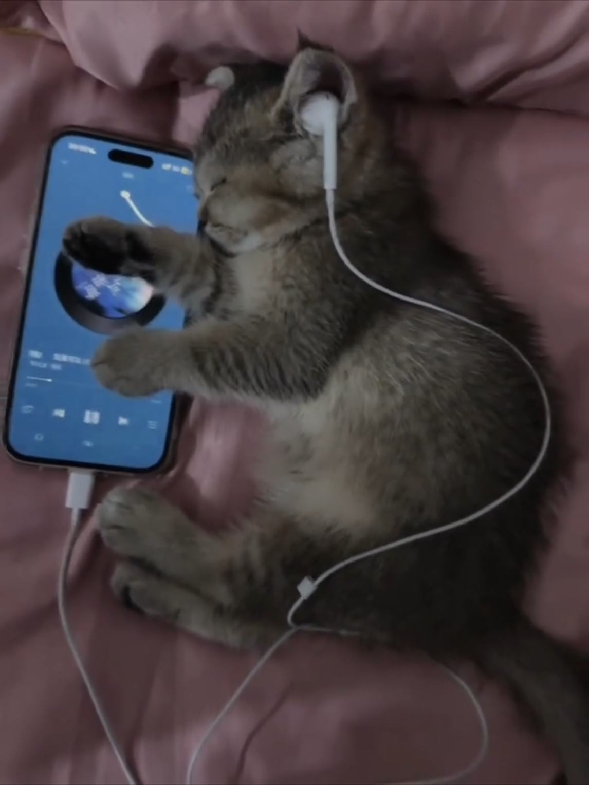 Babe, i need your love 🥺🥺 #cat #pet #fyp #viral #foryou #sad #couple 